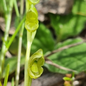 Hymenochilus muticus at Tennent, ACT - 3 Oct 2020