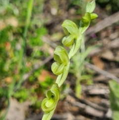 Hymenochilus muticus at Tennent, ACT - 3 Oct 2020