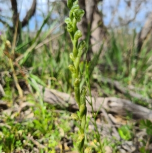 Hymenochilus muticus at Tennent, ACT - 3 Oct 2020