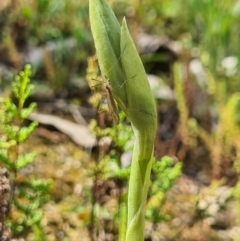 Oligochaetochilus sp. (A Rustyhood Orchid) at Tennent, ACT - 3 Oct 2020 by AaronClausen