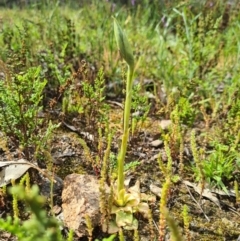 Oligochaetochilus sp. at Tennent, ACT - suppressed