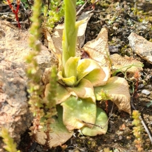 Oligochaetochilus sp. at Tennent, ACT - suppressed