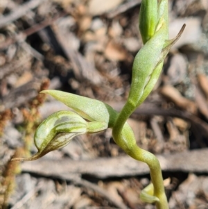 Oligochaetochilus aciculiformis at Tennent, ACT - suppressed