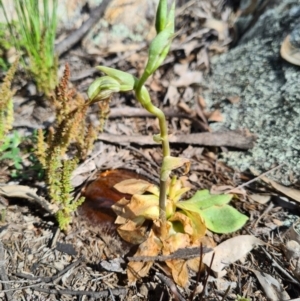 Oligochaetochilus aciculiformis at Tennent, ACT - suppressed