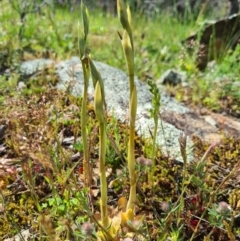 Oligochaetochilus aciculiformis at Tennent, ACT - suppressed