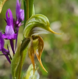 Oligochaetochilus aciculiformis at Tennent, ACT - suppressed