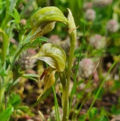 Oligochaetochilus aciculiformis at Tennent, ACT - suppressed