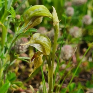 Oligochaetochilus aciculiformis at Tennent, ACT - suppressed