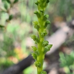 Microtis unifolia (Common Onion Orchid) at Tennent, ACT - 3 Oct 2020 by AaronClausen