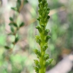 Microtis unifolia at Tennent, ACT - suppressed