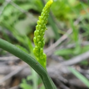 Microtis unifolia at Tennent, ACT - suppressed