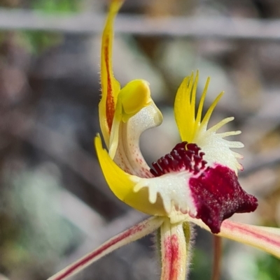 Caladenia parva (Brown-clubbed Spider Orchid) at Tennent, ACT - 3 Oct 2020 by AaronClausen