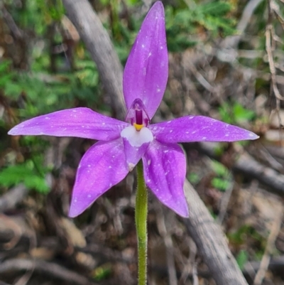 Glossodia major (Wax Lip Orchid) at Tennent, ACT - 3 Oct 2020 by AaronClausen