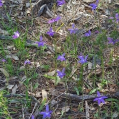 Glossodia major at Tennent, ACT - 3 Oct 2020