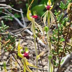 Caladenia parva at Tennent, ACT - suppressed