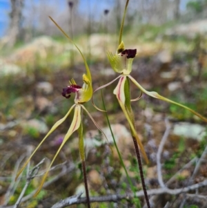 Caladenia parva at Tennent, ACT - suppressed