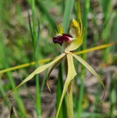 Caladenia parva at Tennent, ACT - suppressed