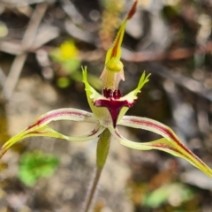 Caladenia parva at Tennent, ACT - suppressed