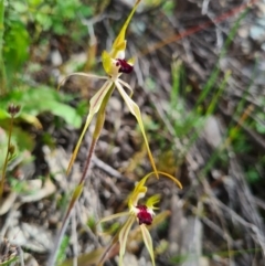 Caladenia parva at Tennent, ACT - suppressed