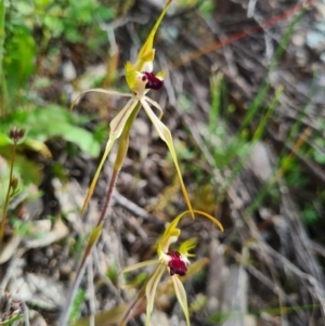 Caladenia parva at Tennent, ACT - suppressed