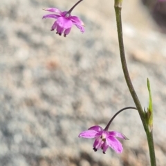 Arthropodium minus (Small Vanilla Lily) at Tennent, ACT - 3 Oct 2020 by AaronClausen