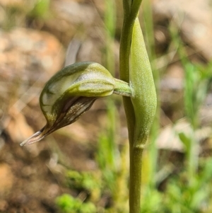 Oligochaetochilus aciculiformis at Tennent, ACT - suppressed