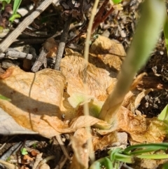 Oligochaetochilus aciculiformis at Tennent, ACT - 3 Oct 2020