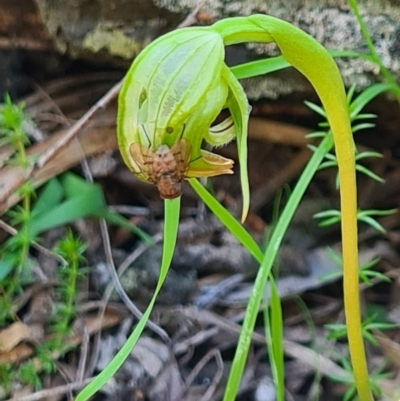 Pterostylis nutans (Nodding Greenhood) at Paddys River, ACT - 3 Oct 2020 by AaronClausen