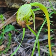 Pterostylis nutans (Nodding Greenhood) at Paddys River, ACT - 3 Oct 2020 by AaronClausen