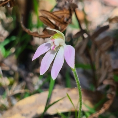 Caladenia carnea (Pink Fingers) at Paddys River, ACT - 3 Oct 2020 by AaronClausen