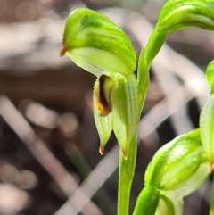 Bunochilus montanus (Montane Leafy Greenhood) at Paddys River, ACT - 3 Oct 2020 by AaronClausen