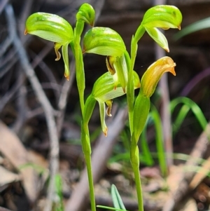 Bunochilus montanus (ACT) = Pterostylis jonesii (NSW) at Paddys River, ACT - 3 Oct 2020