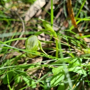 Pterostylis nutans at Paddys River, ACT - 3 Oct 2020