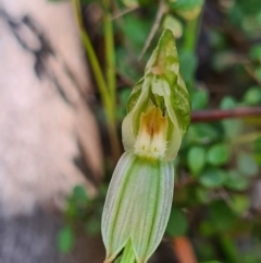 Bunochilus montanus (ACT) = Pterostylis jonesii (NSW) (Montane Leafy Greenhood) at Paddys River, ACT - 3 Oct 2020 by AaronClausen