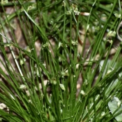 Isolepis sp. (Club-rush) at Weston, ACT - 4 Oct 2020 by AliceH