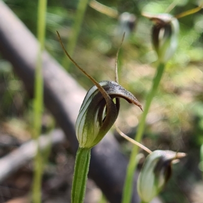 Pterostylis pedunculata (Maroonhood) at Tidbinbilla Nature Reserve - 3 Oct 2020 by AaronClausen