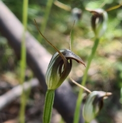 Pterostylis pedunculata (Maroonhood) at Paddys River, ACT - 3 Oct 2020 by AaronClausen
