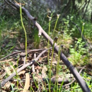 Pterostylis pedunculata at Paddys River, ACT - 3 Oct 2020