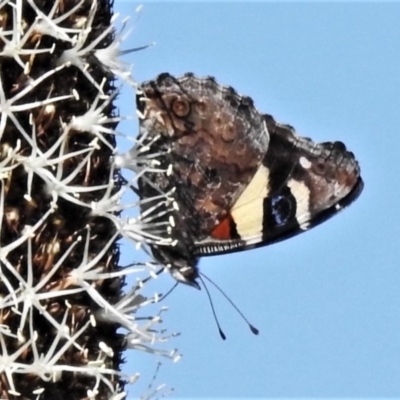 Vanessa itea (Yellow Admiral) at Lower Cotter Catchment - 3 Oct 2020 by JohnBundock