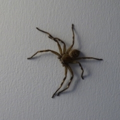 Unidentified Huntsman spider (Sparassidae) (TBC) at Isaacs, ACT - 29 Sep 2020 by Mike