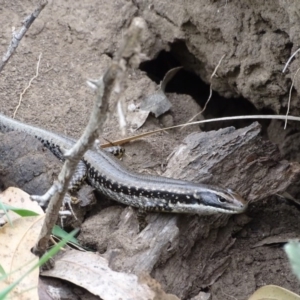 Eulamprus heatwolei at Wambrook, NSW - 30 Sep 2020