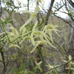 Clematis leptophylla (Small-leaf Clematis, Old Man's Beard) at Wambrook, NSW - 30 Sep 2020 by Mike