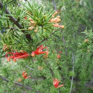 Grevillea juniperina at Wambrook, NSW - 30 Sep 2020 11:00 AM