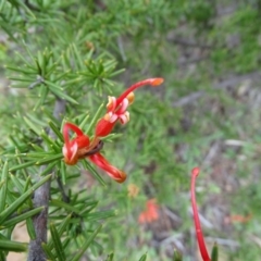 Grevillea juniperina at Wambrook, NSW - 30 Sep 2020 11:00 AM