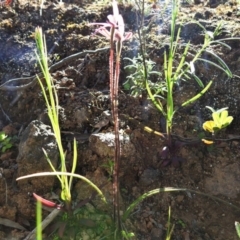 Caladenia carnea at Coree, ACT - 3 Oct 2020