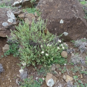 Pimelea linifolia at Wambrook, NSW - 30 Sep 2020