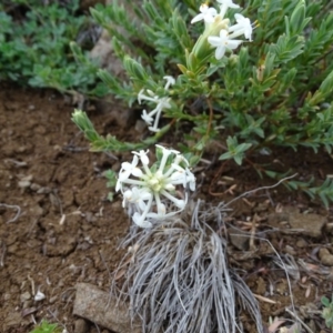 Pimelea linifolia at Wambrook, NSW - 30 Sep 2020