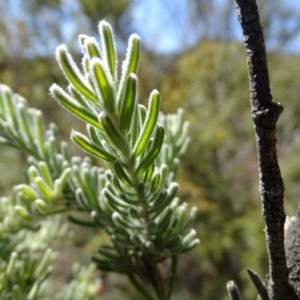 Grevillea lanigera at Wambrook, NSW - 1 Oct 2020