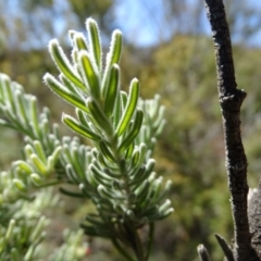 Grevillea lanigera (Woolly grevillea) at Wambrook, NSW - 1 Oct 2020 by Mike