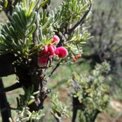 Grevillea lanigera at Wambrook, NSW - 1 Oct 2020